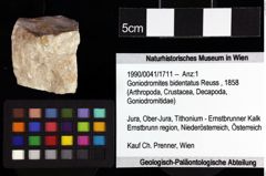 Foto (Objket + Etiketten) von Cyclothyreus sp. 